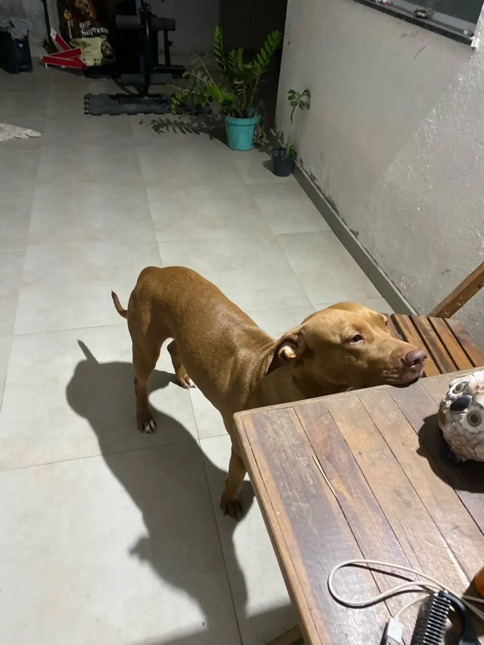 Pitibull para doação  - Foto 4