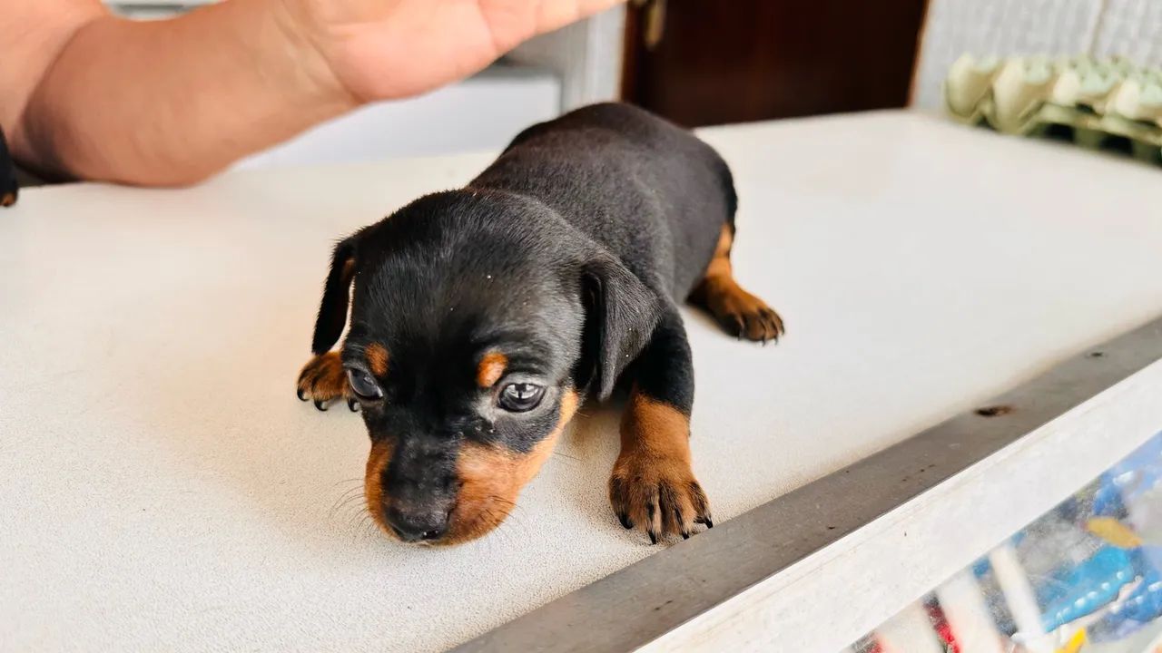 Pinscher  - Foto 2
