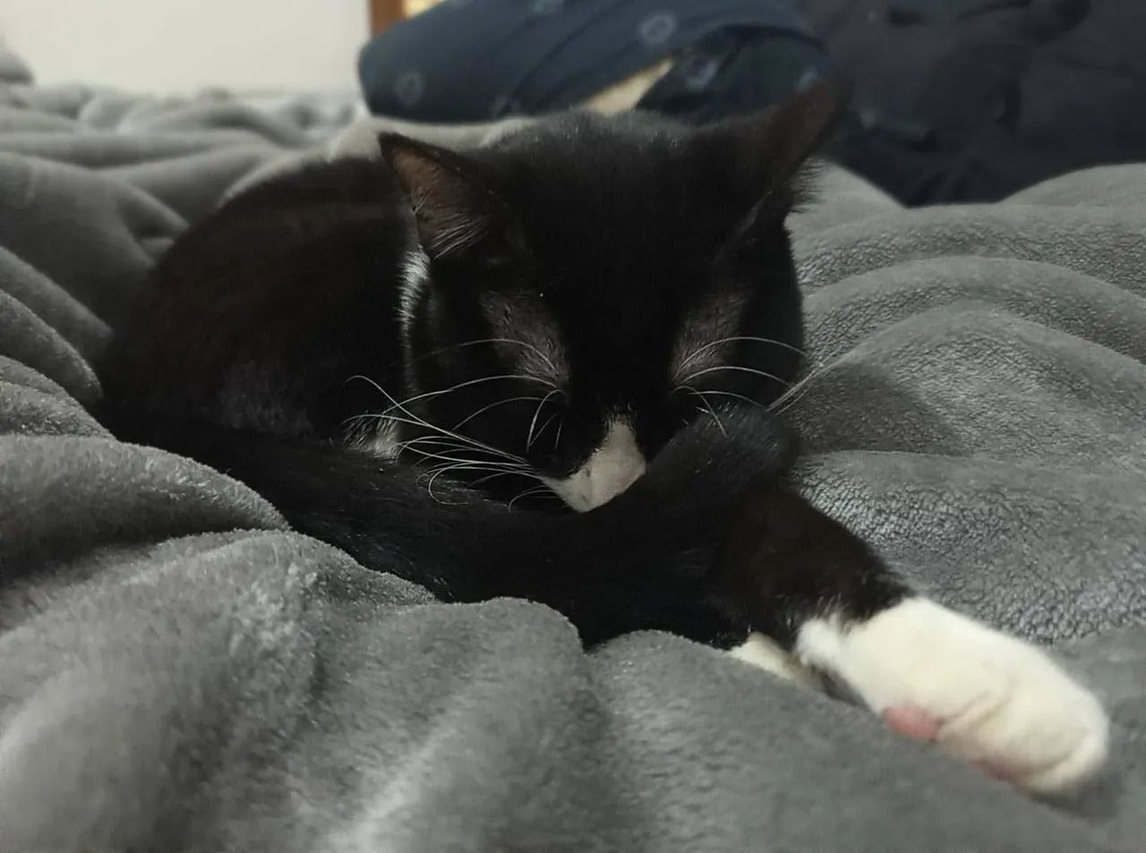 Doação Responsável - Gato - Foto 4