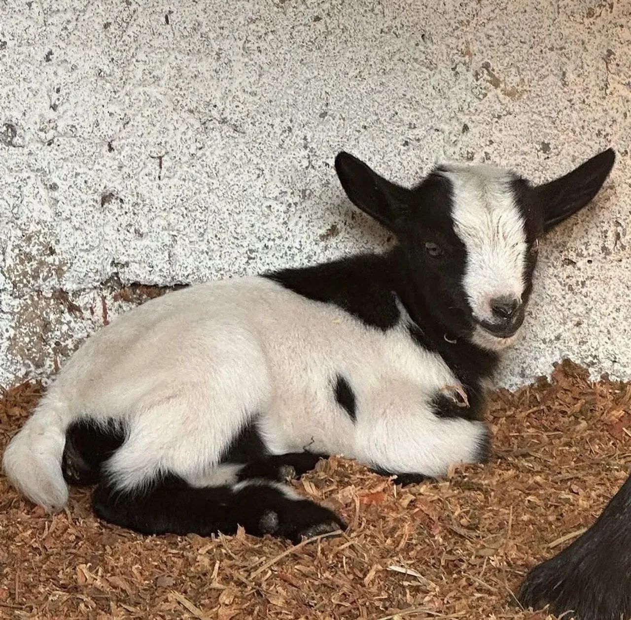 Mini cabras  - Foto 4