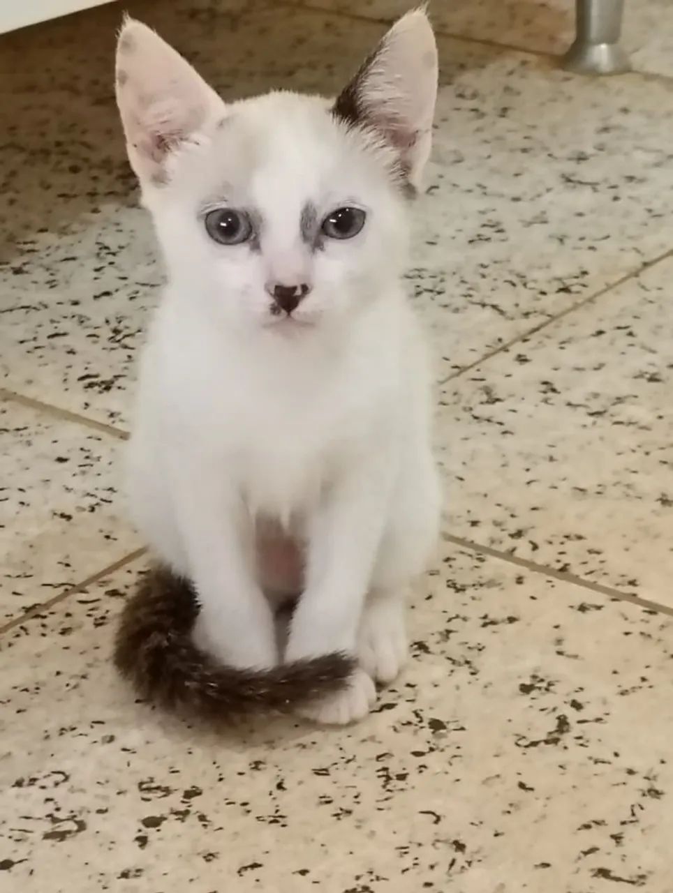 Filhotinha de gato para adoção 