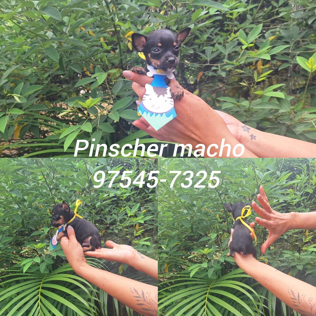 Pinscher zero com garantia de site so machos - Foto 2