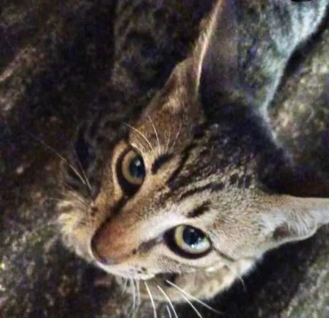 Gatinhos Adoção - Entrego - Foto 2