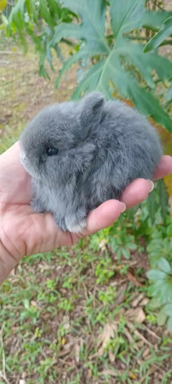 Mini coelho anão de netherland 