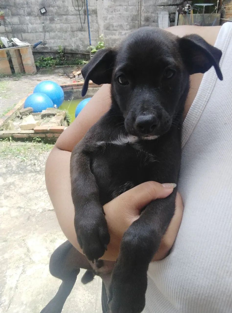 Adoção de cachorrinhos!! - Foto 2