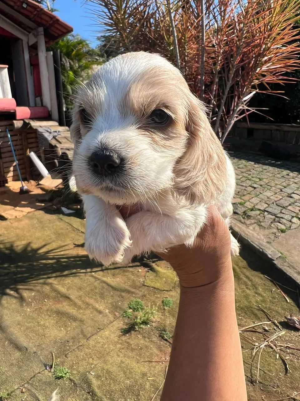 Coker spaniel