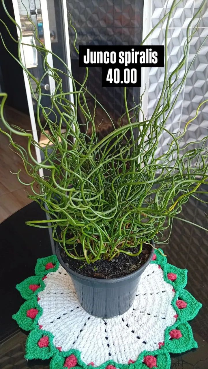 Planta exótica 