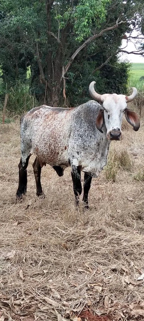 Vende-Se  Vaca GIR