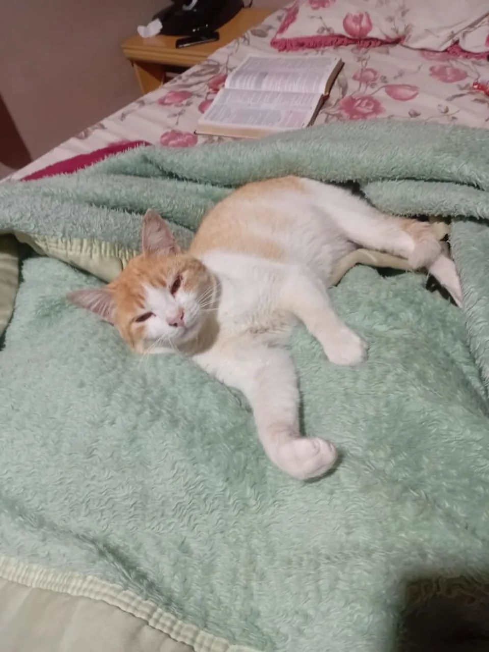 Doação gato Macho - Foto 4