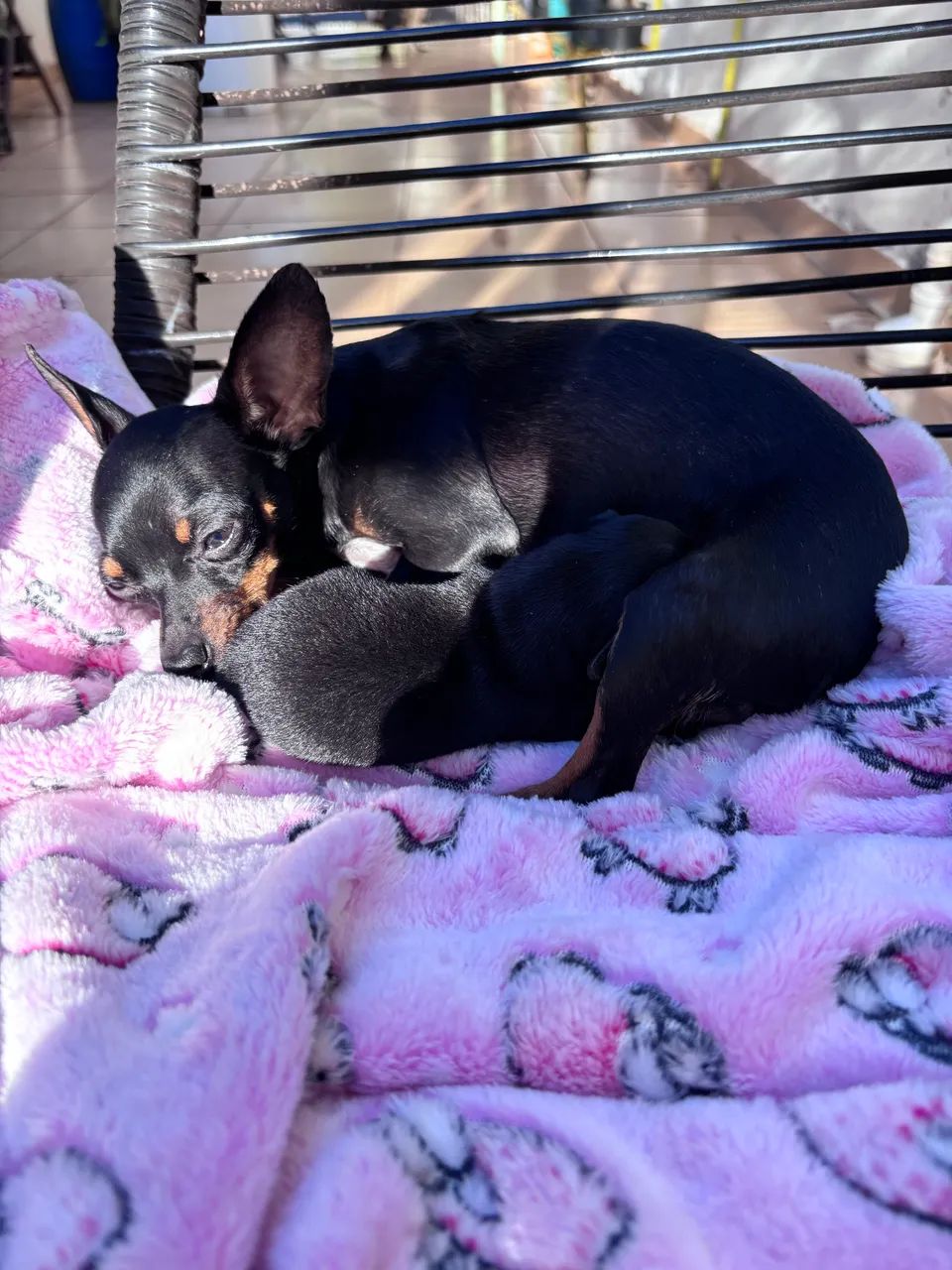 Casal de Pinscher zero  - Foto 3