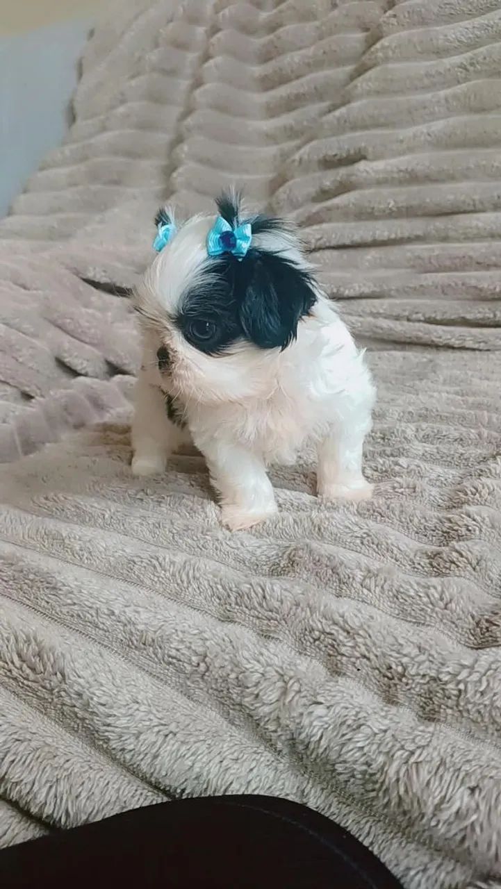 Filhotes mini shih tzu  - Foto 5