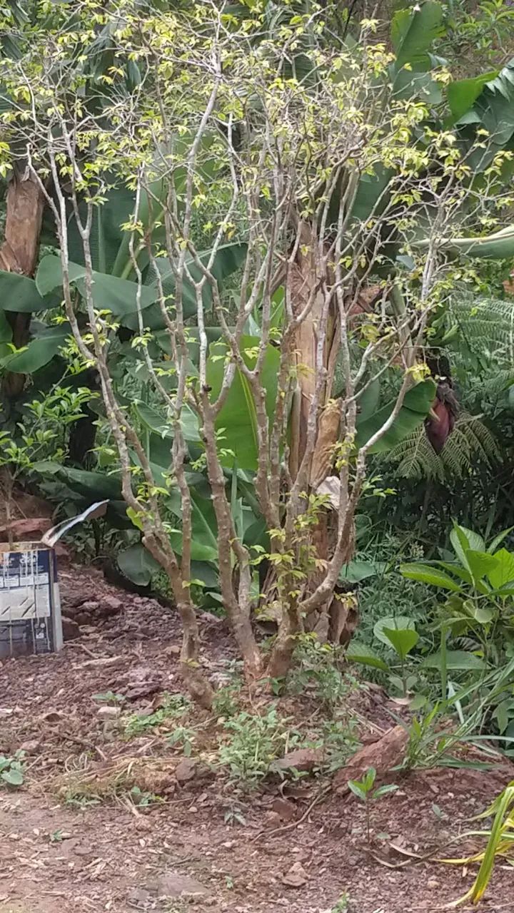 Pe de jabuticaba híbrida  - Foto 3