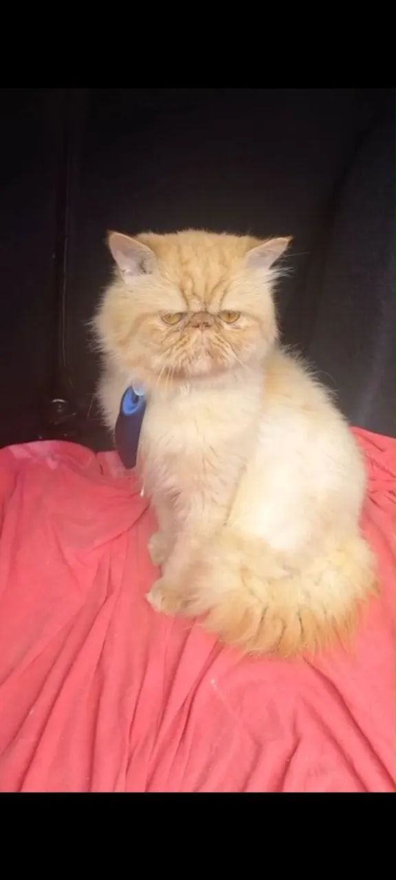 Gato persa macho com pedigree pra cruzar
