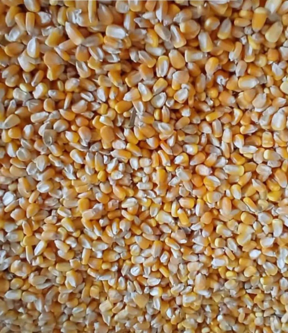 Milho Padrão 1 e  Demais Produtos Agricolas direto da Fazenda com Disponibilidade entrega - Foto 5