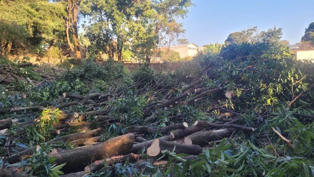 Doa-se lenha e bambu , em venda nova  - Foto 2