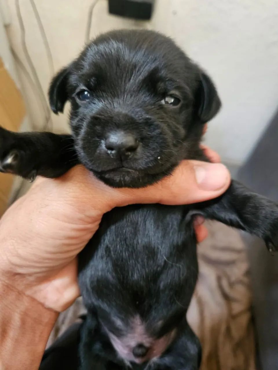 Cães  - Foto 3
