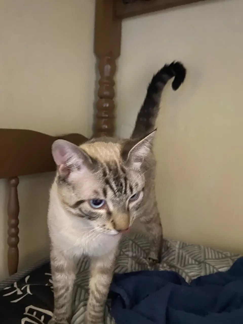 Doa-se gato siamês  - Foto 3