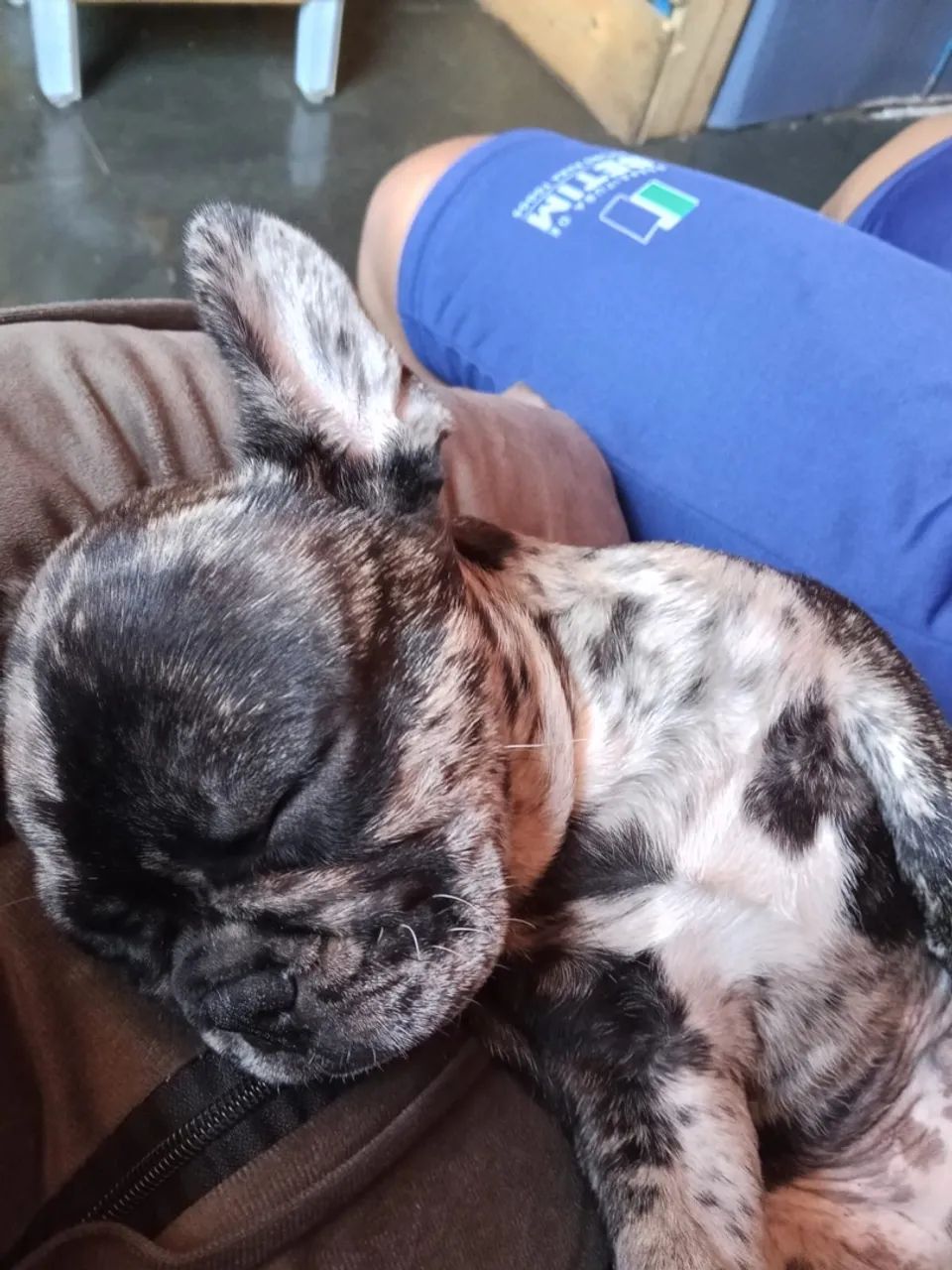 Buldogue francês macho  - Foto 4