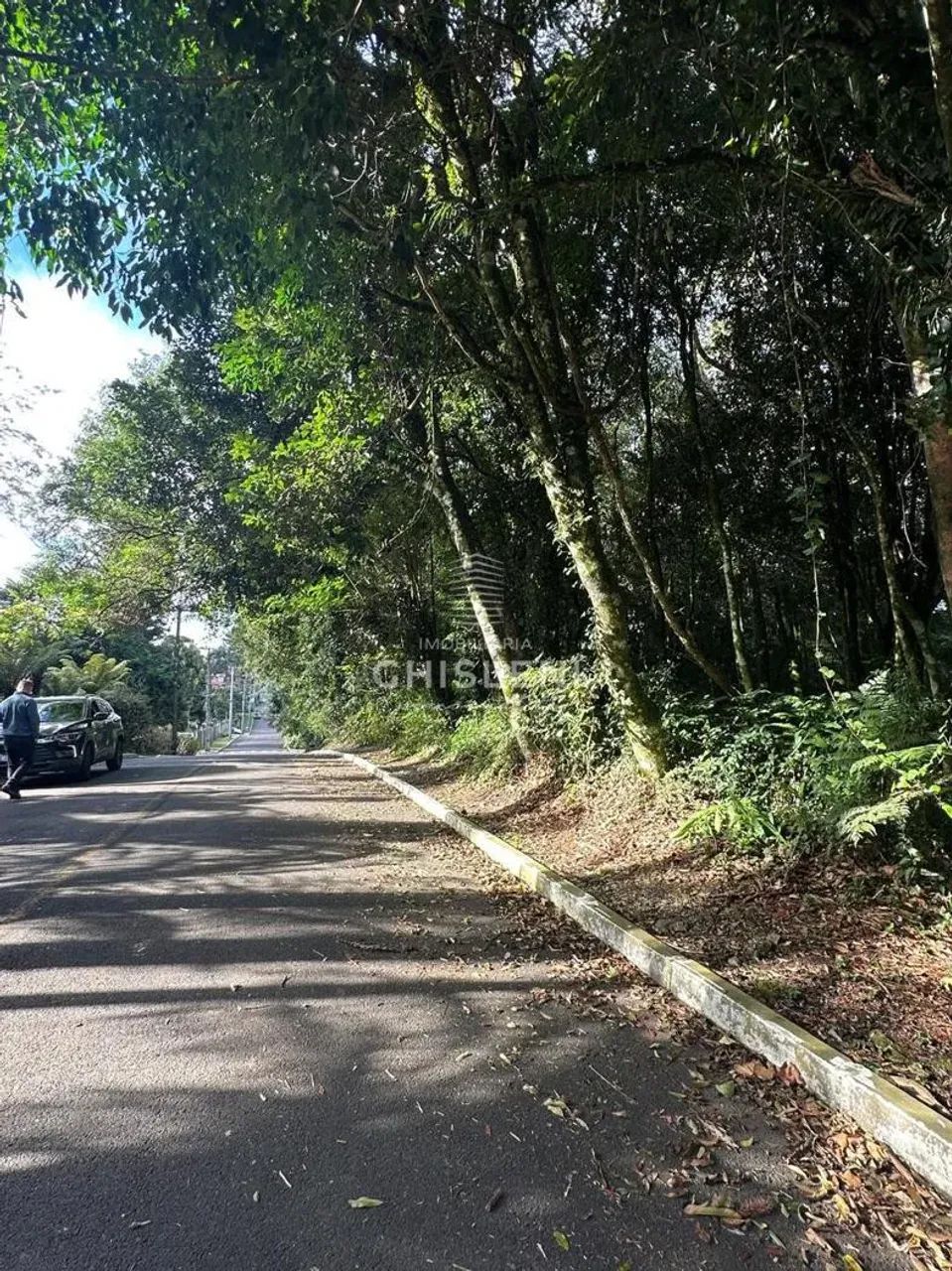 IPÊ AMARELO - Foto 4