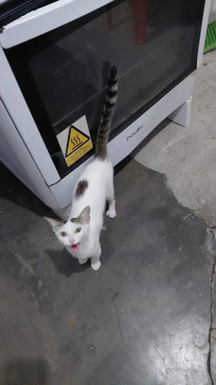 Gatinho manso bem dócil  - Foto 2