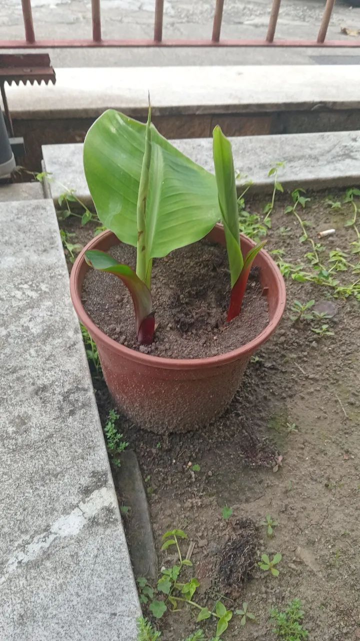Mudas de bananeiras - Foto 5