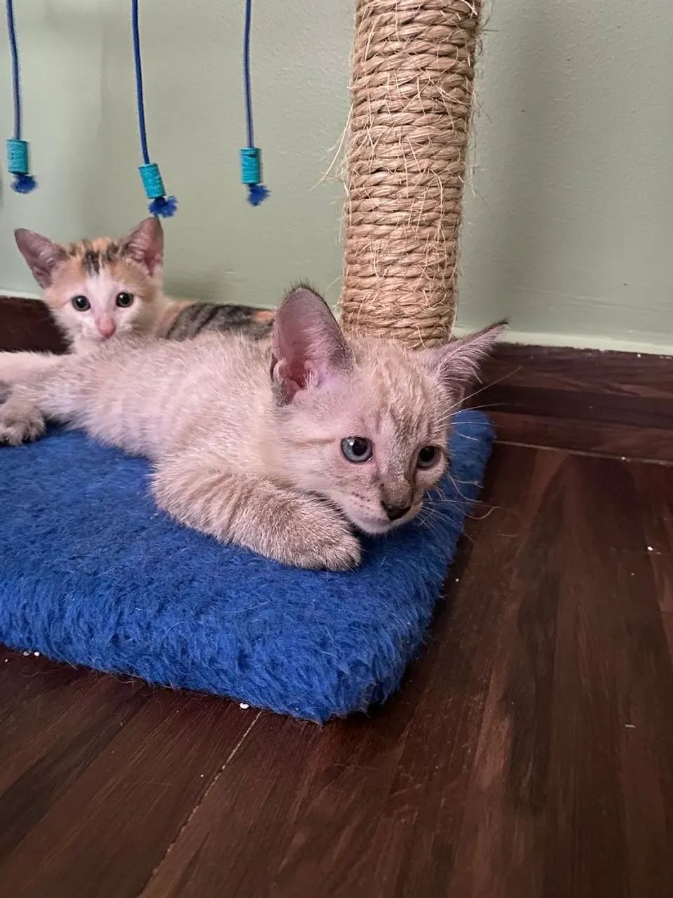 Gatinhos para adoção  - Foto 2