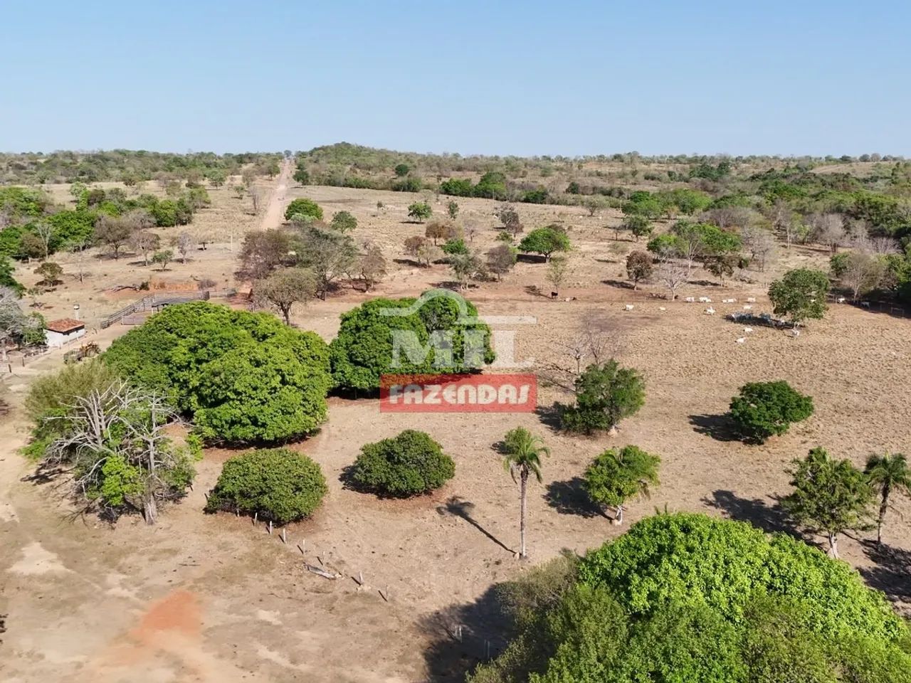 Fazenda 52 Alqueires (251,68 Hectares) Lua Nova - GO - Foto 5