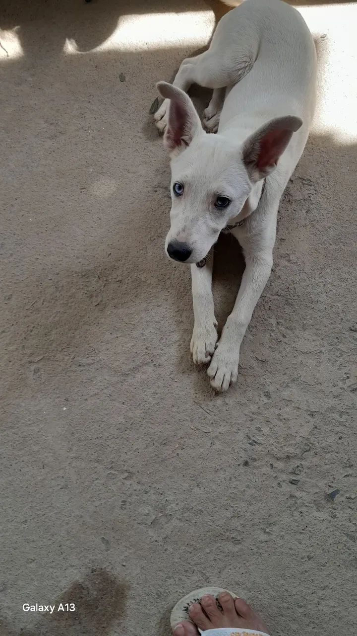 Adoção  - Foto 2