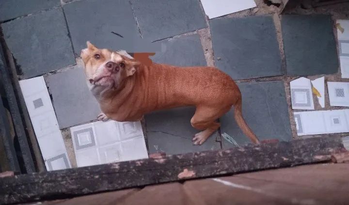 Doação pitbull  - Foto 2