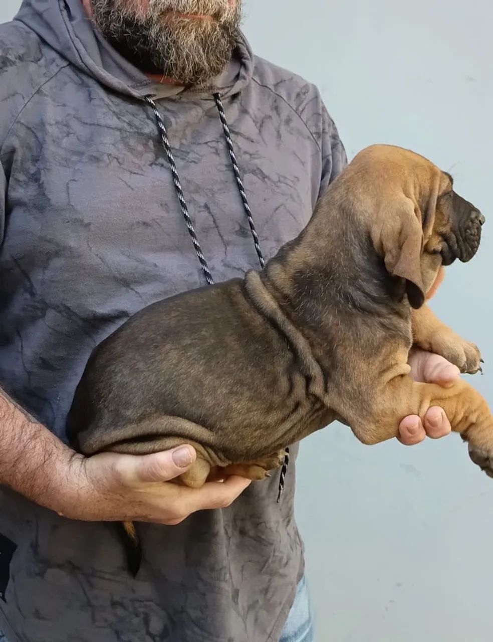 Vendo Fila Brasileiro  - Foto 3