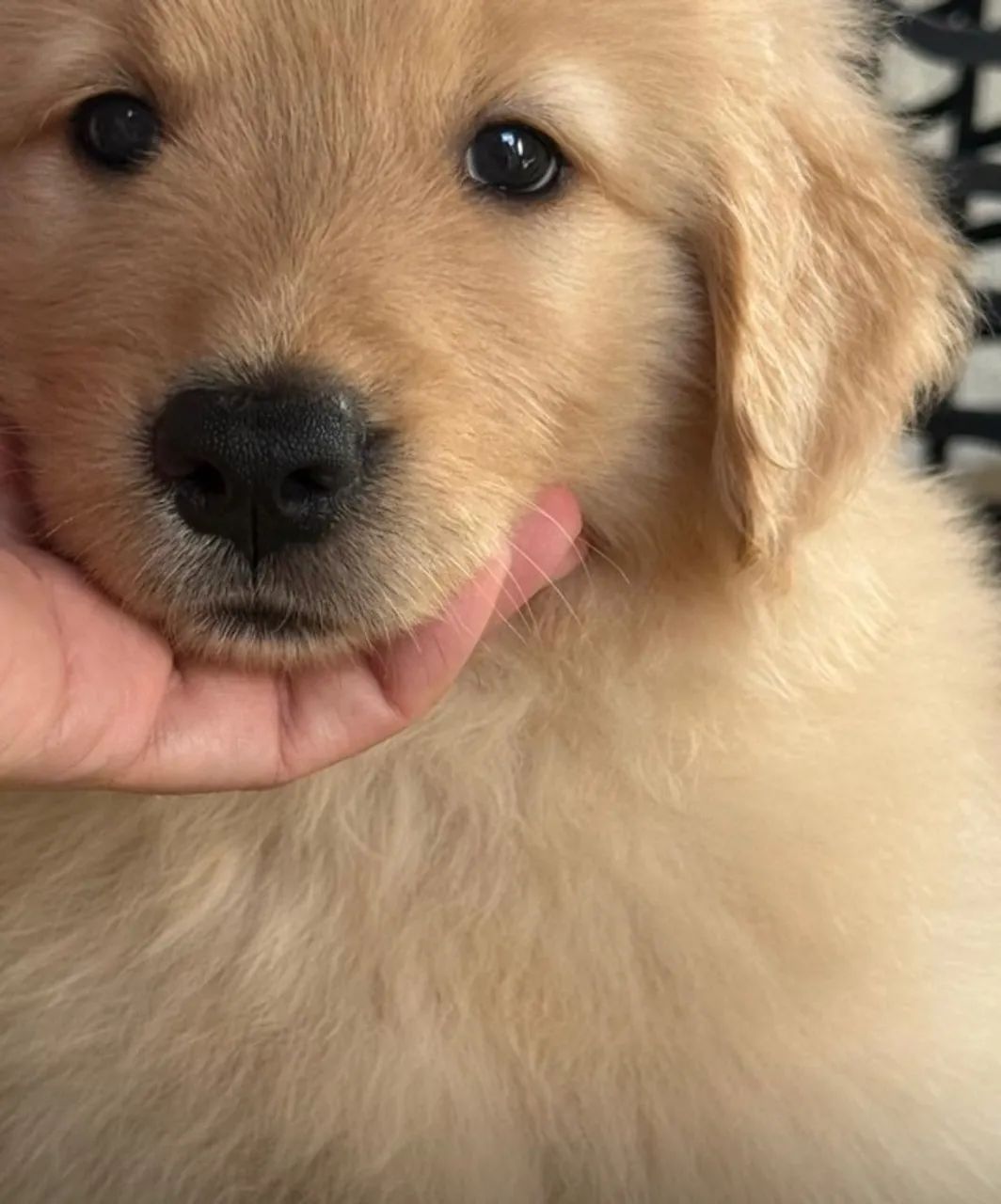 Cachorro - Foto 3