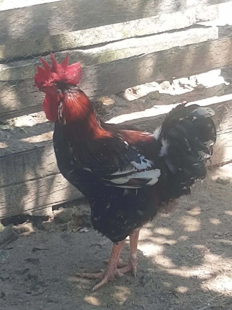 Frango GSB com Genética 100% Pura Já iniciado o Ciclo Reprodutivo Plena e Ativo R$ 200,00 - Foto 3