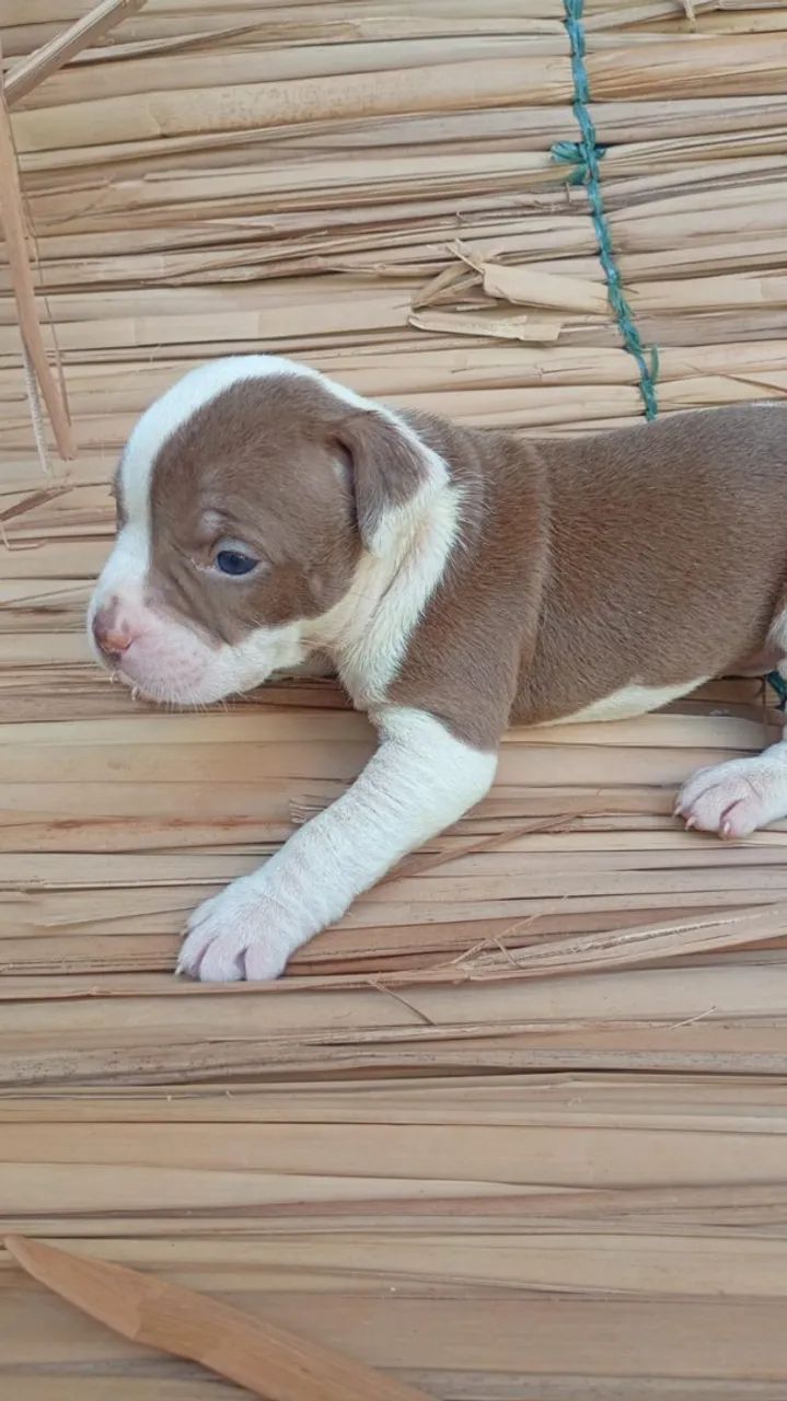 FILHOTES DE PITBULL PURO