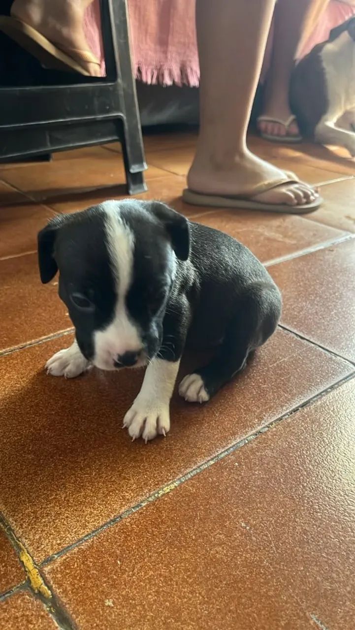 American Bully