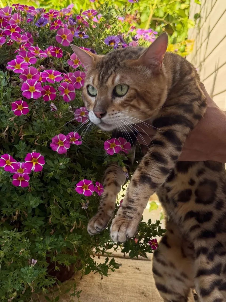 Bengal Macho - Foto 5