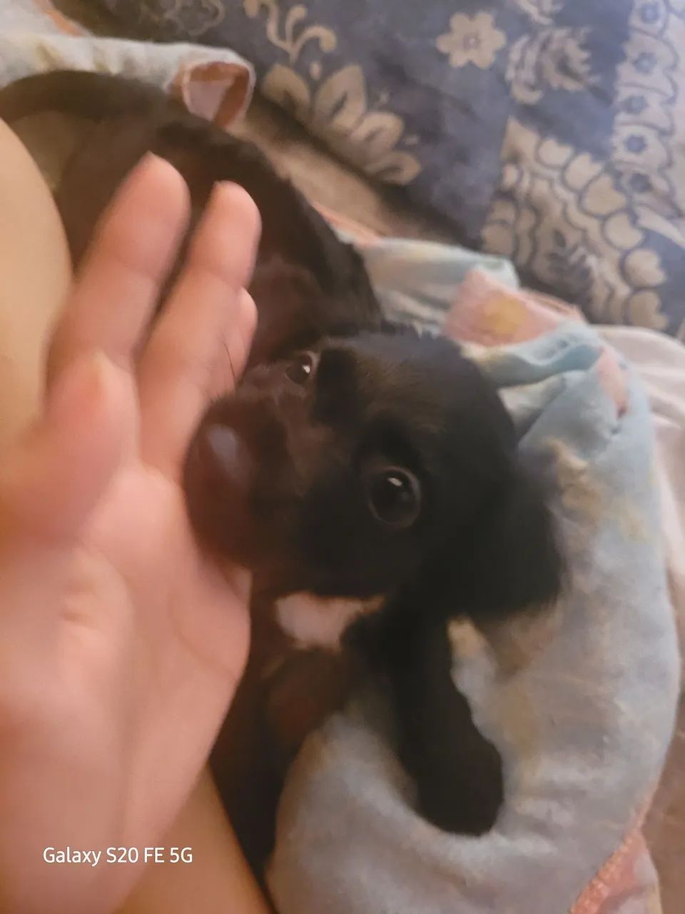Cachorro filhote  - Foto 2
