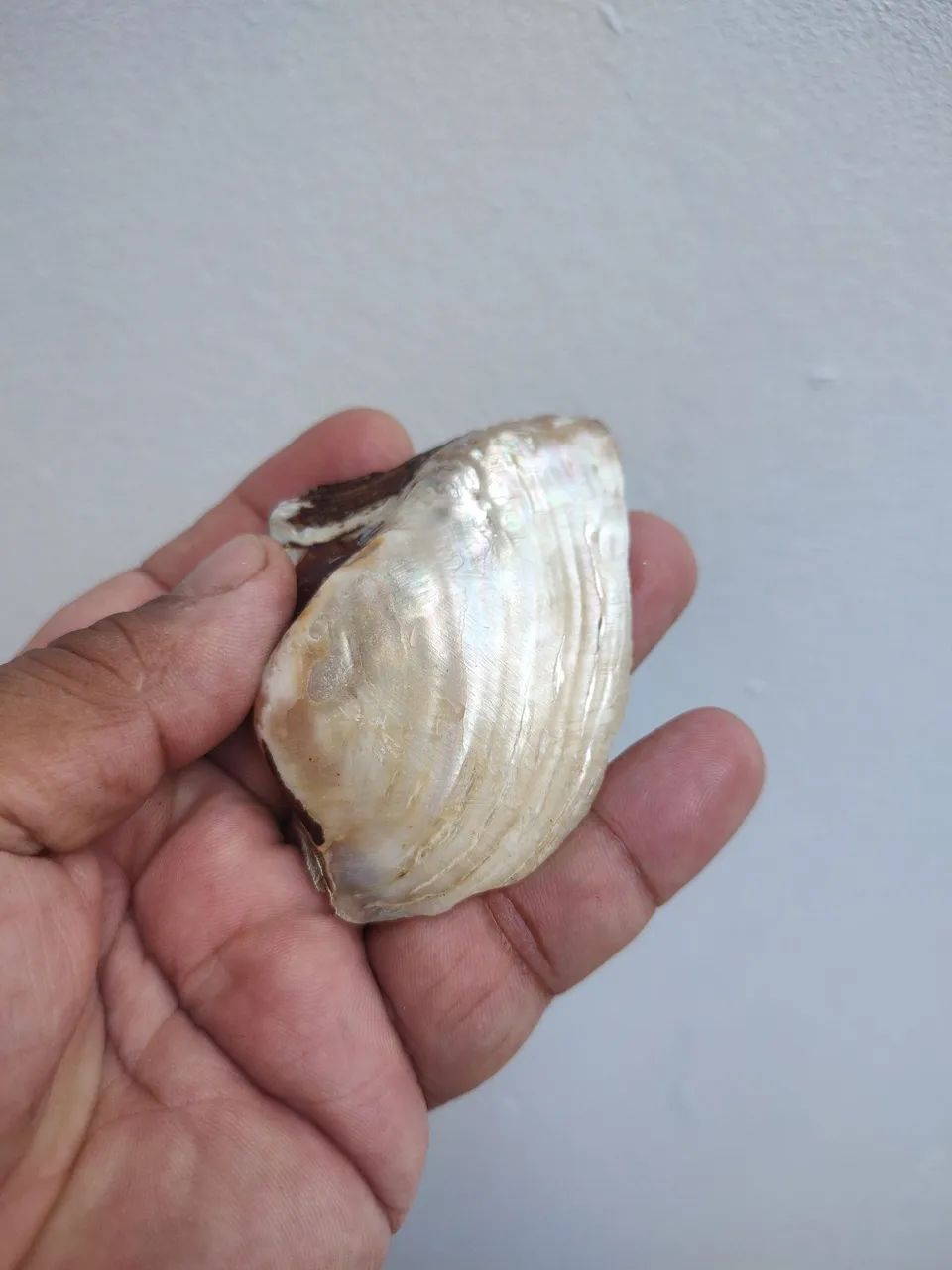 Conchas de Madreperola - Foto 3