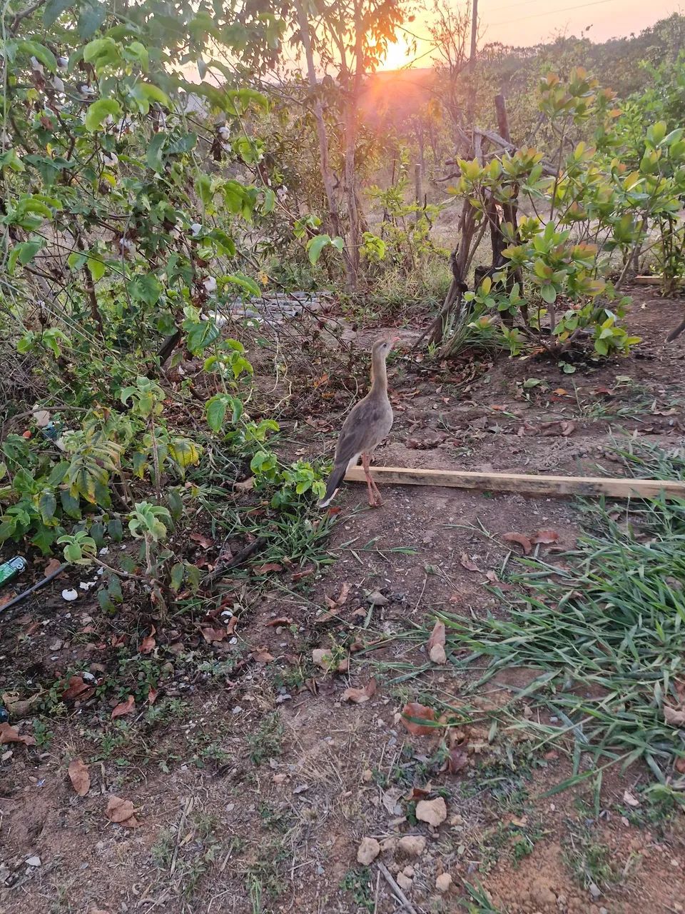 Terreno em felixlandia  - Foto 2