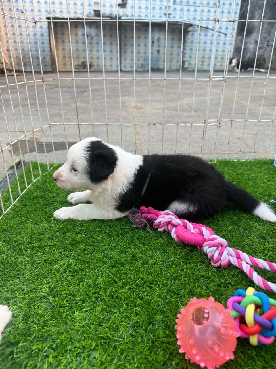 Border collie com pedigree CBKC  - Foto 5