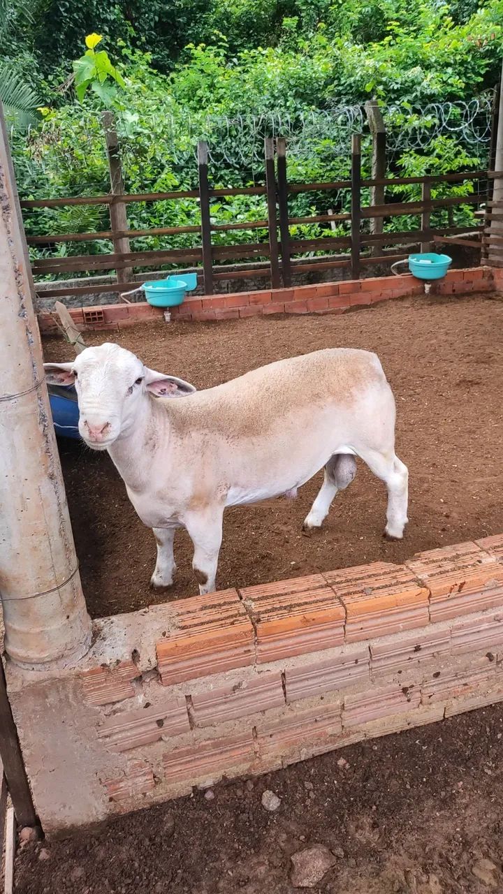 Carneiro White Dorper Registrado 7 meses - Foto 2