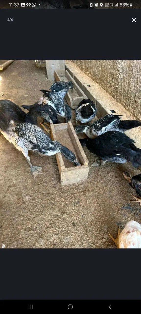 Vendo Patos 