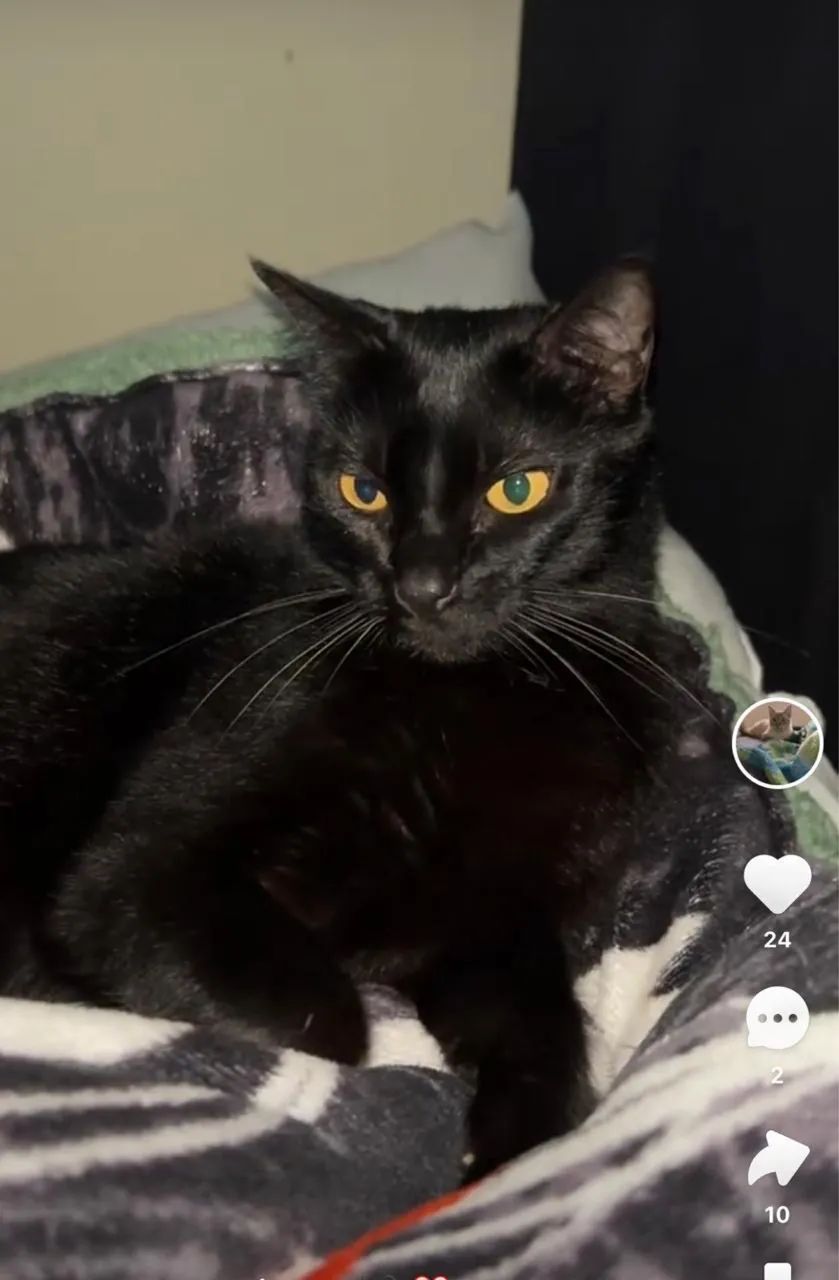 Gatos Pra Adoção! - Foto 4