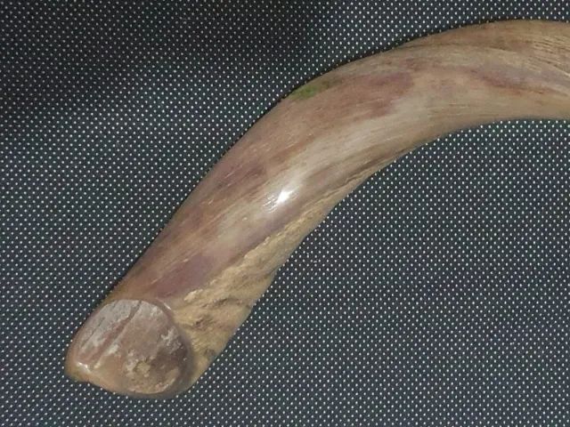Shofar de Israel - 2026 - Foto 3