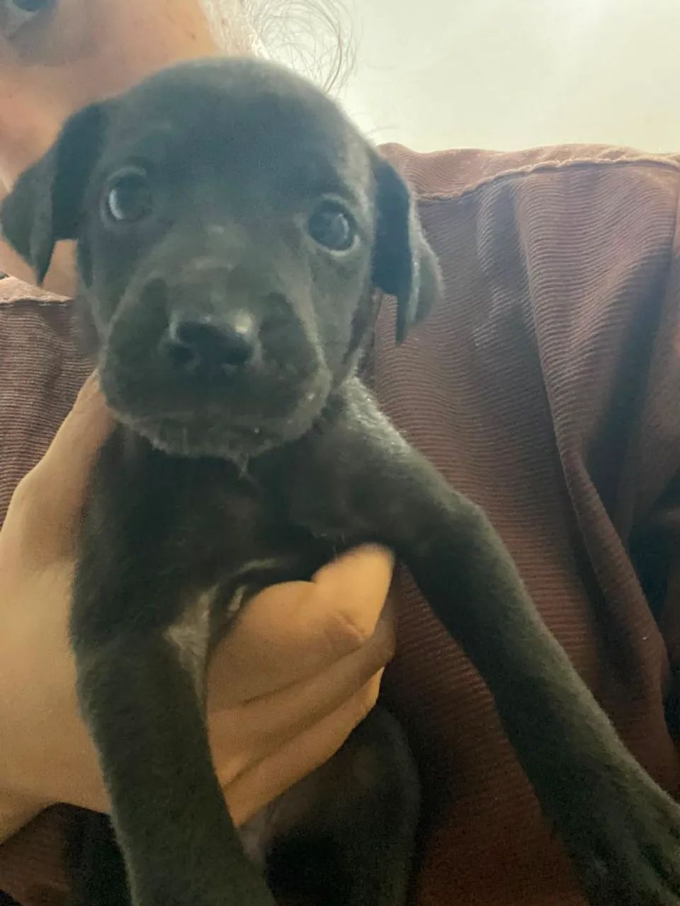 Doação de cachorro  - Foto 3