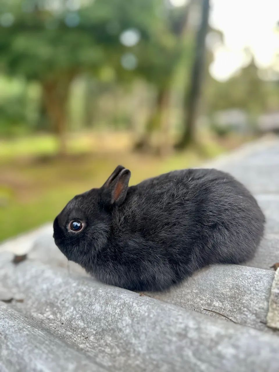 Netherland dwarf macho 