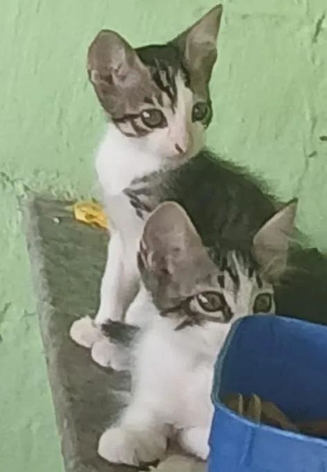 Filhotes de gatos fêmea 2 meses