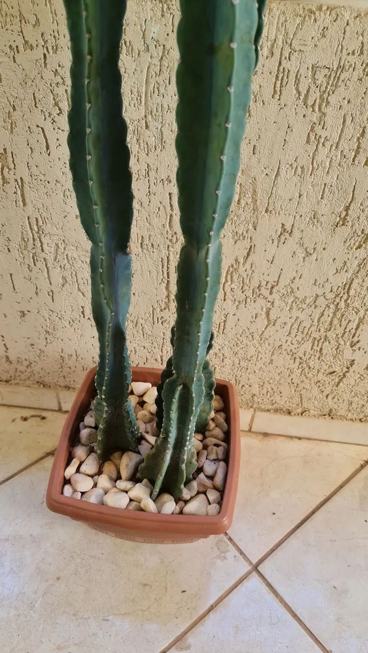 CACTOS MANDACARU  - Foto 3