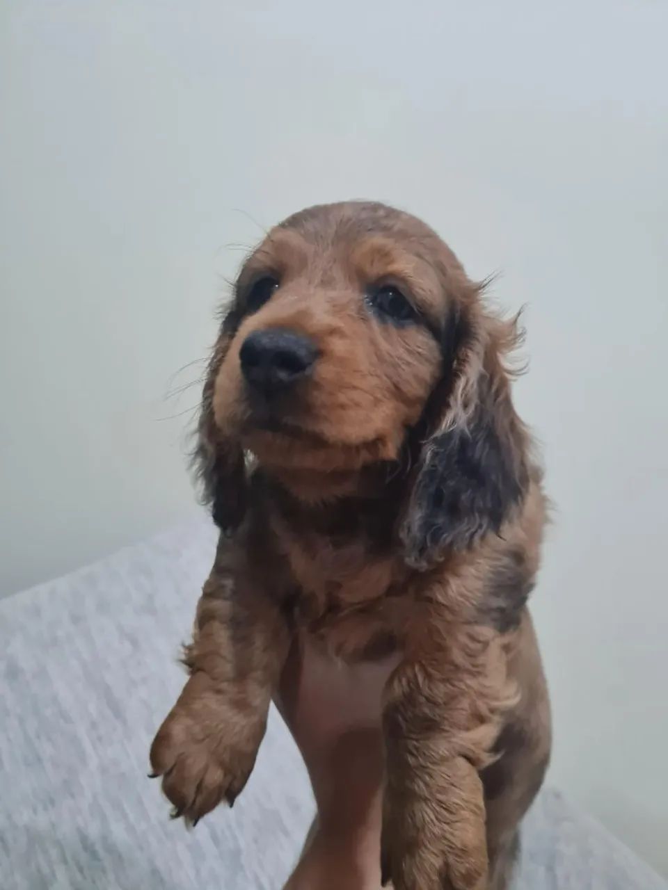 Filhotes de Basset Teckel