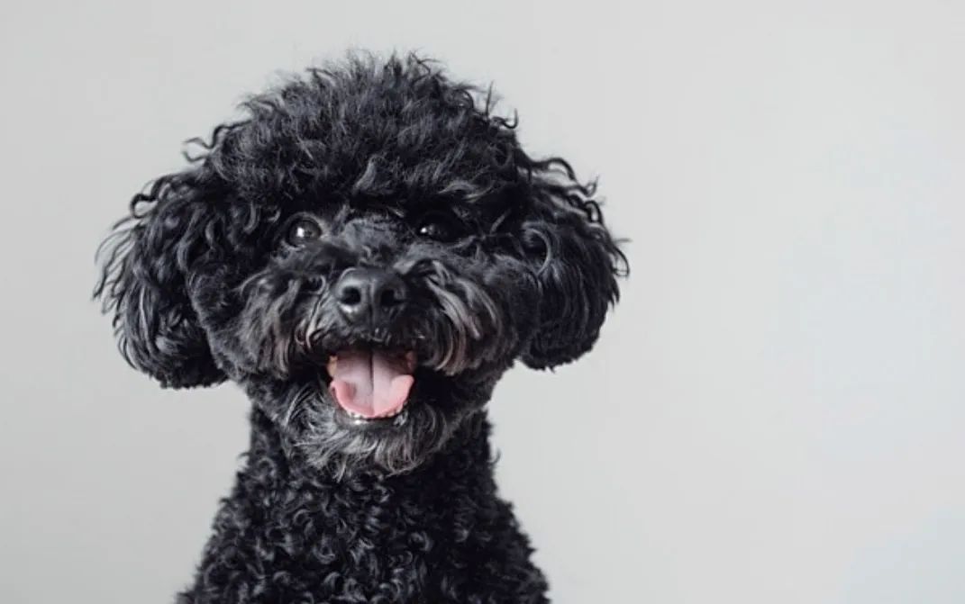 Poodle black macho disponível 