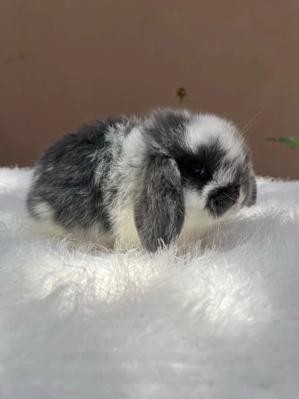 Mini coelho - Foto 4